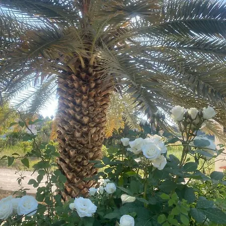 Alkistias & Konstantinos فيلة لاشي